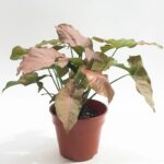 SYNGONIUM PINK 25 CM