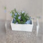 PLUMBAGO IN RECTANGULAR POT