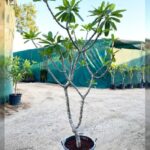 PLUMERIA WHITE ( FRANGIPANI)