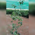 POMELO ( CITRUS GRANDIS ) 1.5 M HT