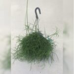 RHIPSALIS