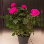 ROSE PINK INDOOR 30 CM HEIGHT