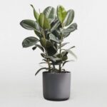 RUBBER PLANT POTTED - 80 CM HEIGHT