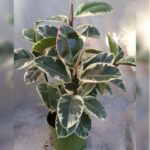 FICUS ELASTICA - ( RUBBER PLANT ) ( VARIEGATED ) 70 - 80 CM HEIGHT