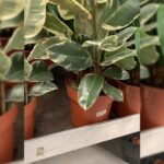 RUBBER PLANT VARIEGATED