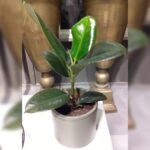 RUBBER PLANT WITH POT