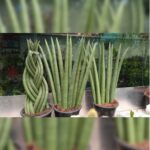SANSEVIERIA CYLINDRICAL BACULARIS