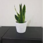 SANSEVIERIA IN TERRACOTTA POT [ SNAKE PLANT ]
