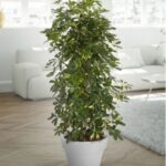 SCHEFFLERA (PRE-ORDER ONLY)