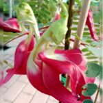 SESBANIA GRANDIFLORA - HUMMING BIRD TREE - 80 CM HEIGHT