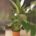 SPATHIPHYLLUM 30 CM