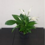 SPATHIPHYLLUM