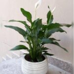 SPATHIPHYLLUM ( PEACE LILY ) 55 CM IN ASSORTED POT