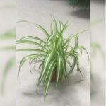 SPIDER PLANT