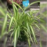 SPIDER PLANT HANGING