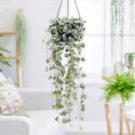 STRING OF HEARTS PLANT