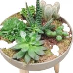 SUCCULENT ARRANGEMENTS