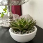 SUCCULENT IN ASSORTED POT