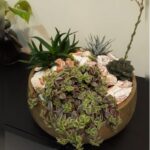 SUCCULENTS BEAUTIFULLY ARRANGED SET