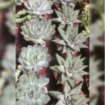 SUCCULENTS