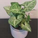 SYNGONIUM POTTED - 30 CM