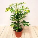 SCHEFFLERA