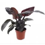 PHILODENDRON BURGUNDY 30 CM