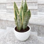 SANSEVIERIA [SNAKE PLANT)