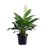 SPATHIPHYLLUM 60CM HT
