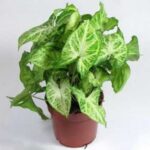 SYNGONIUM 25 CM