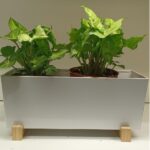 SYNGONIUM 2 NOS IN RECTANGULAR METAL POT WITH WOODEN STAND