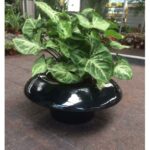 SYNGONIUM WITH CERAMIC POT