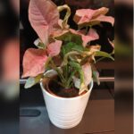 SYNGONIUM WITH POT