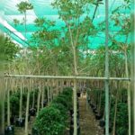 TABEBUIA ARGENTIA 2" DIA