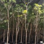 TABEBUIA ARGENTIA - 3.5 to 4 Mtr Height