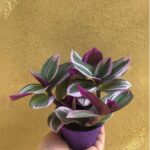 TRADESCANTIA SMALL