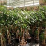 TABERNAEMONTANA- 125 CM