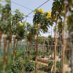 TECOMA STANS - 3 MTR