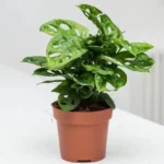 MONSTERA MONKEY MASK SMALL