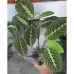 MARANTHA 25 T0 30 CM