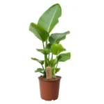 BIRD OF PARADISE / STRELITZIA NICOLAI