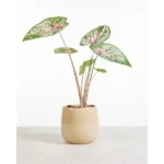 CALADIUM POTTED