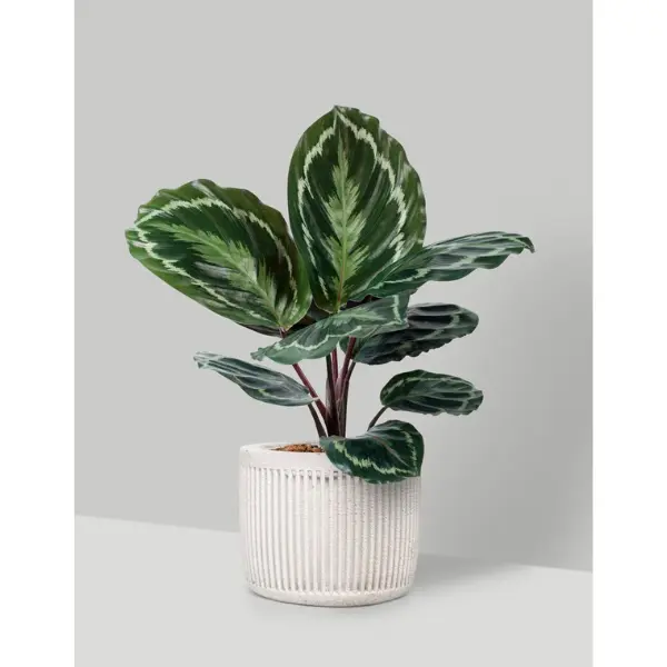 Untitled design (76) (1)