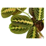 MARANTHA POTTED. 40 CM TOTAL HEIGHT - Image 2