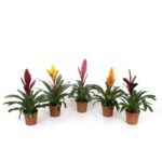 GUZMANIA MIX COLOURS 50CM