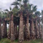 WASHINGTONIA ROBUSTA 2.5 MTR CLEAR TRUNK