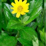 WEDELIA TRILOBATA - 12 PCS BOX = AED 60