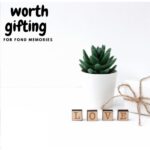 SUCCULENT POTTED - 18 CM HEIGHT