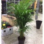 ARECA PALM 150 CM HT