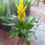 GUZMANIA YELLOW